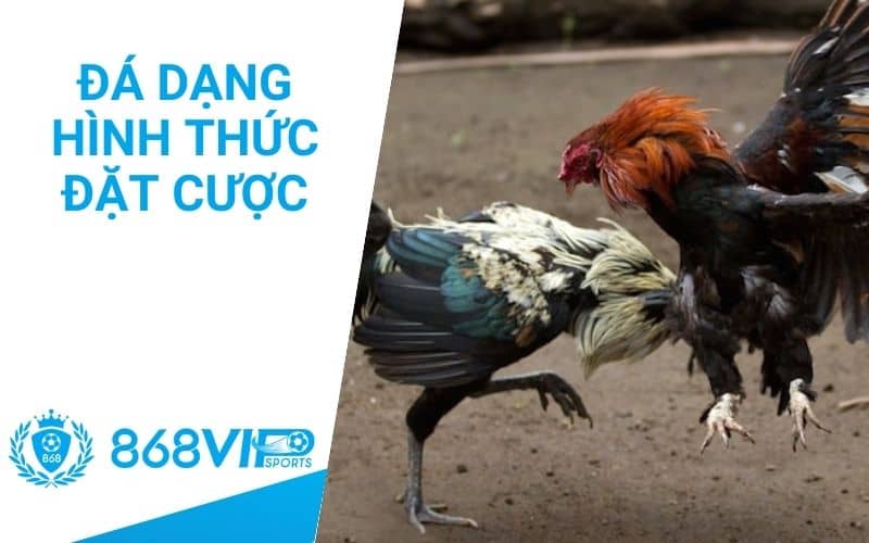 Đa dạng hình thức cược đá gà