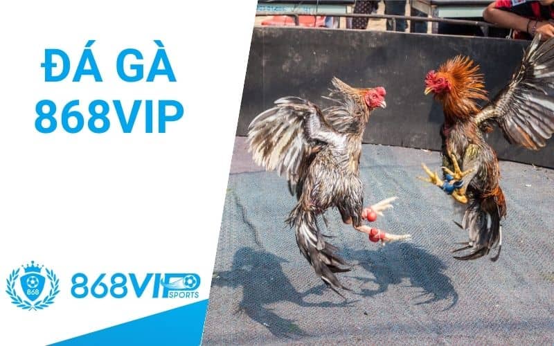 Đá gà 868VIP cho phép người chơi theo dõi và đặt cược