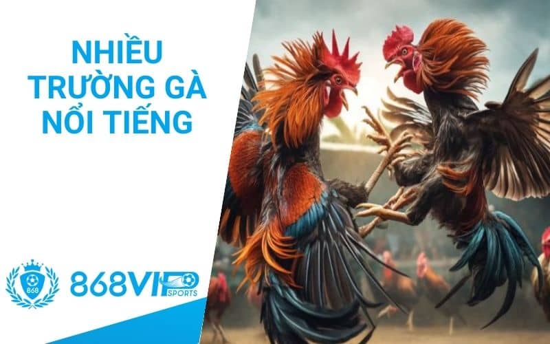 Mang tới nhiều sảnh đá gà nổi tiếng ở nhiều quốc gia